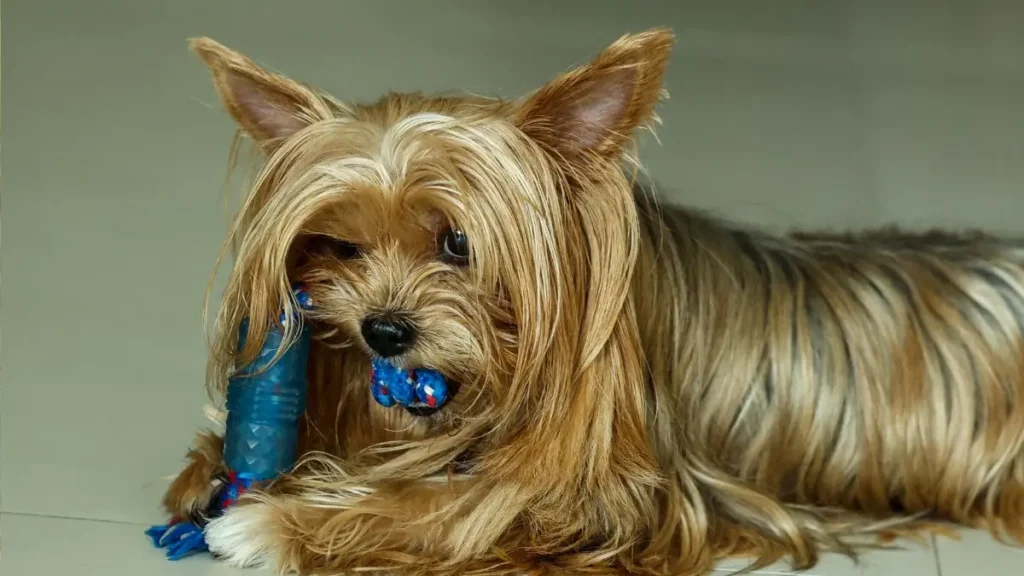 Yorkshire Terrier: Quanto Custa, Como Cuidar e Como É Seu Temperamento 2 Yorkshire 1