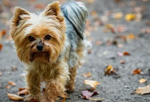 Yorkshire Terrier
