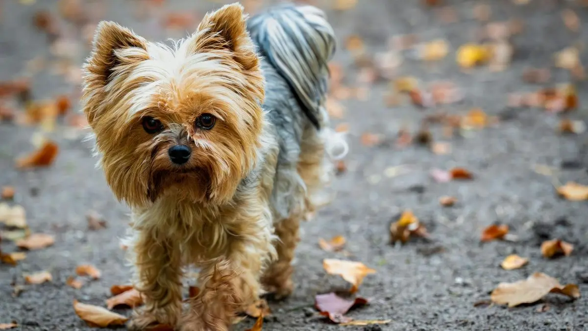Yorkshire Terrier: Quanto Custa, Como Cuidar e Como É Seu Temperamento 1 Yorkshire Terrier