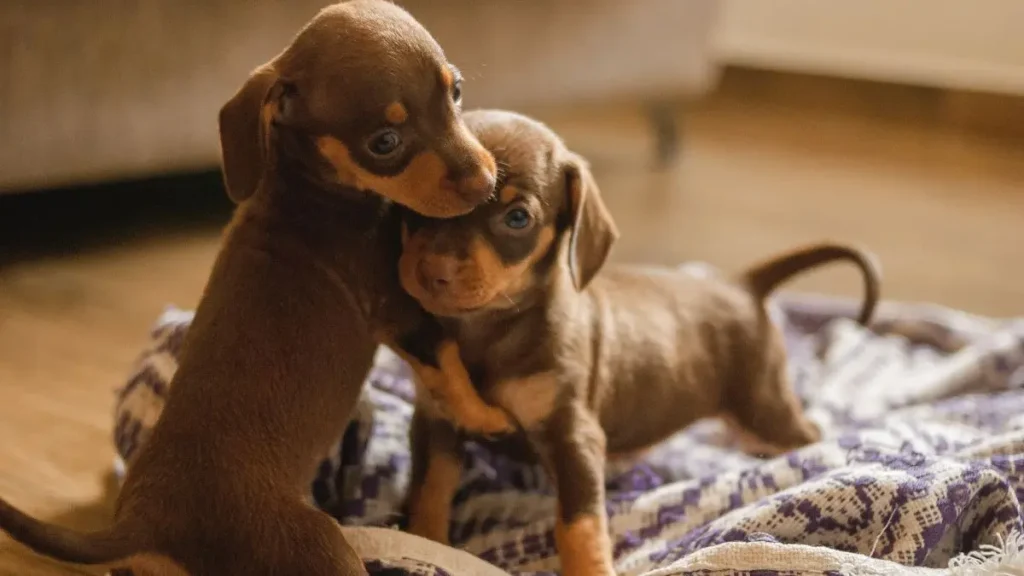 cachorro salsicha Dachshund