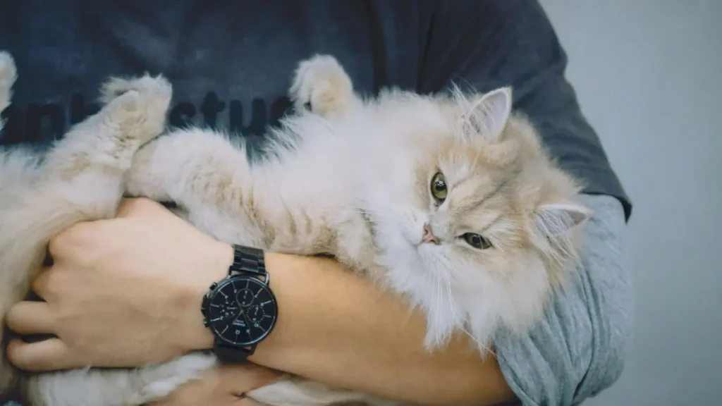 Gato Persa: características, cuidados e saúde 2 gato persa raca