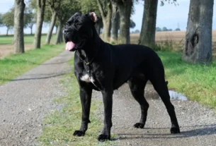Cane Corso