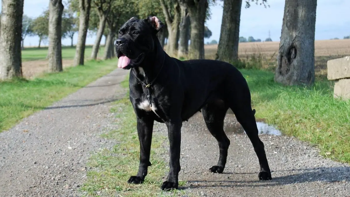 Cane Corso