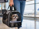 Viajar de avião com pet